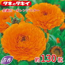 芳香 金盞花・オレンジスター 約130粒 種子 種 栽培 通販 タキイ
