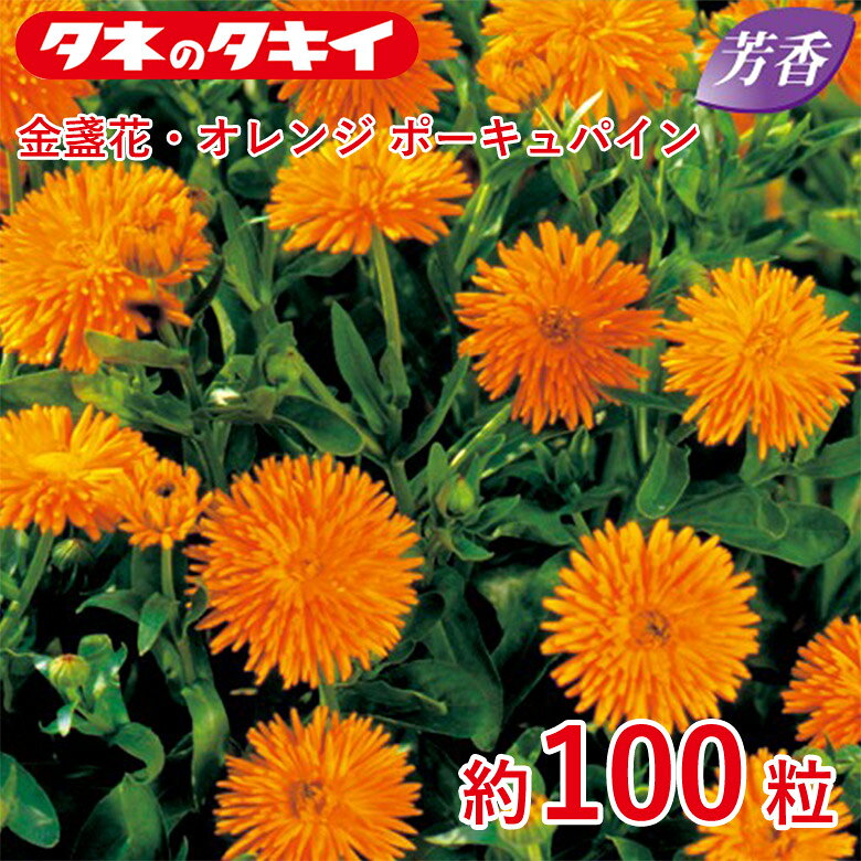 金盞花・オレンジ ポーキュパイン 約100粒 種子 種 栽培 通販 タキイ