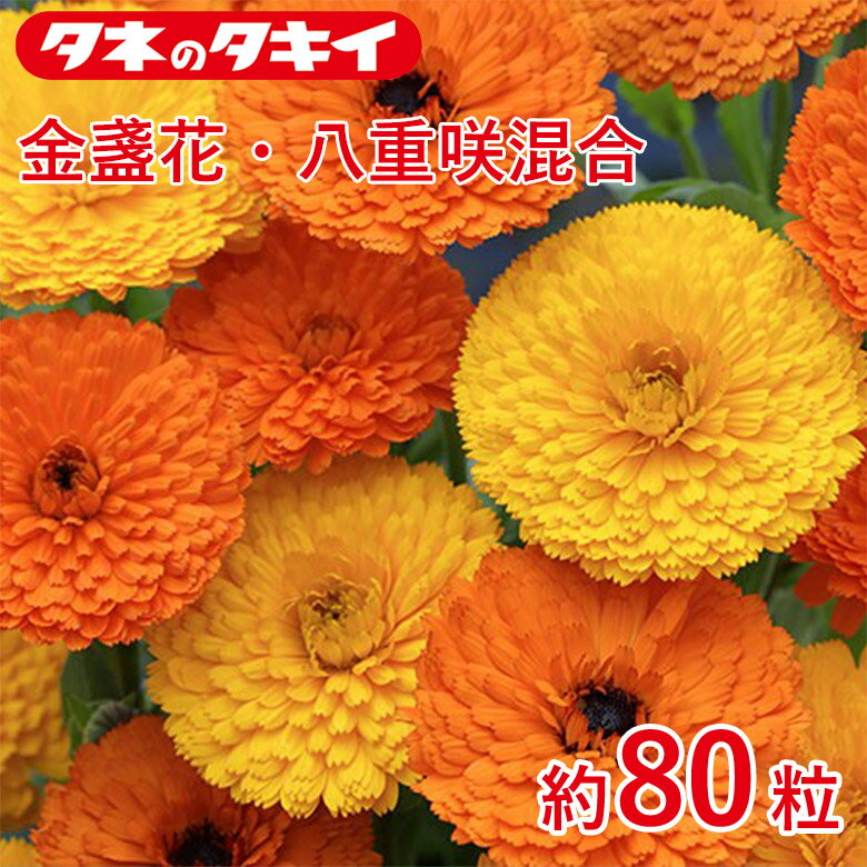 Pansy - 金盞花・八重咲混合 約80粒 種子 種 栽培 通販 タキイ