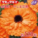 金盞花・やしま芯黒 約120粒 種子 種 栽培 通販 タキイ