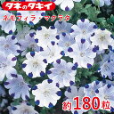 タキイ ネモフィラ・マクラタ 約180粒 タキイ交配 花壇 瑠璃唐草 生育旺盛 混合種子 種子 栽培 通販