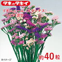 タキイ リモニューム(スターチス)・ソピア 混合 約40粒 タキイ交配 花壇 瑠璃唐草 生育旺盛 混合種子 種子 栽培 通販