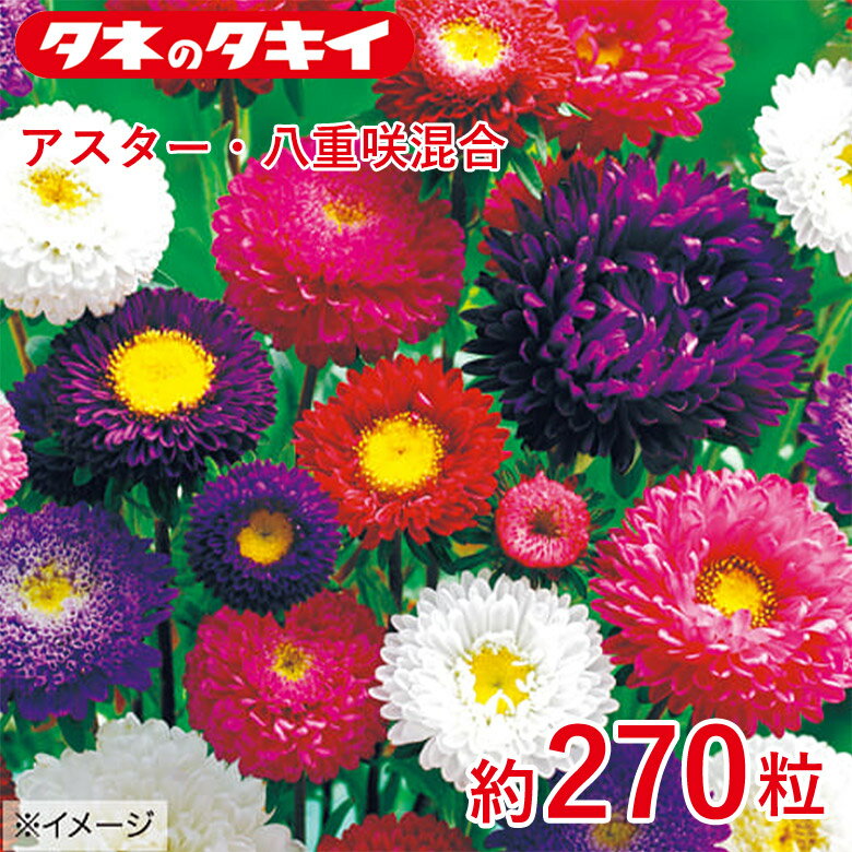 Other - タキイ アスター・八重咲混合 約270粒 タキイ交配 花壇 瑠璃唐草 生育旺盛 混合種子 種子 栽培 通販