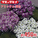タキイ アリッサム 混合 約450粒 タキイ交配 花壇 瑠璃唐草 生育旺盛 混合種子 種子 栽培 通販
