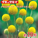 タキイ クラスペディア・ゴールドスティック 約10粒 タキイ交配 花壇 瑠璃唐草 生育旺盛 混合種子 種子 栽培 通販