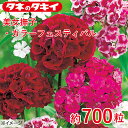 タキイ 美女撫子・カラーフェスティバル 約700粒 タキイ交配 花壇 瑠璃唐草 生育旺盛 混合種子 種子 栽培 通販