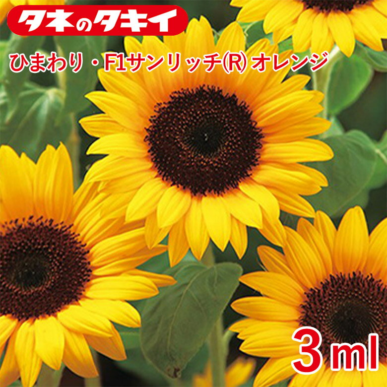 小袋 ひまわり・F1サンリッチオレンジ 3ml 種 種子 タキイ交配 栽培 野菜 家庭菜園