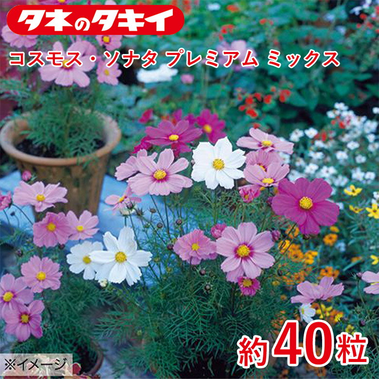 Rakuten - コスモス・ソナタ プレミアム ミックス 約 40粒 種 種子 タキイ交配 栽培 野菜 家庭菜園
