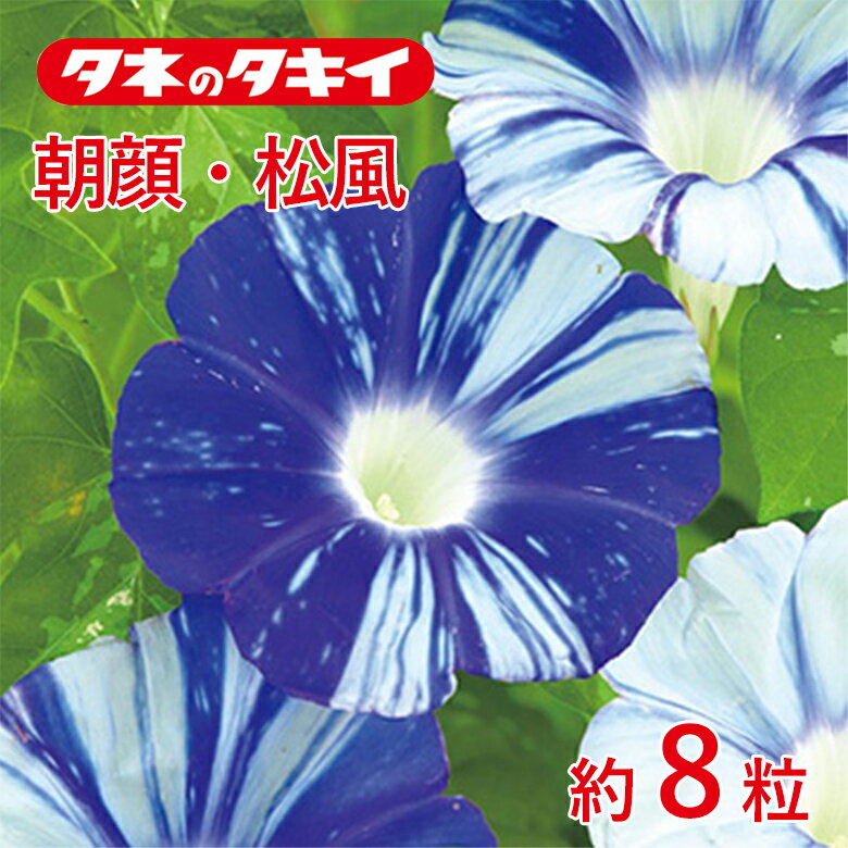 商品名 朝顔・松風 約8粒 学名 Ipomoea nil 和名 アサガオ 開花時期 発芽適温：25℃前後 生育適温：20℃〜30℃ 発芽日数：5〜7日 特徴 朝顔の中でも大輪に改良された品種で、葉には斑が入り、濃い藍色に白しま吹雪の花が咲く。本葉が10数枚になるとつるが伸びる。 【日本朝顔】 日本で古くから親しまれ、夏の涼をめでる人気の草花。つる性でグリーンカーテンでも人気。発芽には高温が必要。ヒルガオ科 日当たり・置き場所 日なた 水やり 土の表面が乾いたらたっぷり水をやるようにします。 肥料 元肥として緩効性肥料を用土に混ぜておきます。その後は、10日に1回程度、チッ素分の少ない液体肥料を水やり代わりに施します。花がつき始める7月中旬からは肥料を中止します。 病気と害虫 ハダニが発生することがあります。葉のつやがなくなる症状が見られたら、葉裏を確認しましょう。また、オンシツコナジラミも葉裏につきやすく、これは株を揺すると一斉に飛び立ちます。ヨトウムシが発生したら捕殺します。商品名 朝顔・松風 約8粒 学名 Ipomoea nil 和名 アサガオ 開花時期 発芽適温：25℃前後 生育適温：20℃〜30℃ 発芽日数：5〜7日 特徴 朝顔の中でも大輪に改良された品種で、葉には斑が入り、濃い藍色に白しま吹雪の花が咲く。本葉が10数枚になるとつるが伸びる。 【日本朝顔】 日本で古くから親しまれ、夏の涼をめでる人気の草花。つる性でグリーンカーテンでも人気。発芽には高温が必要。ヒルガオ科 日当たり・置き場所 日なた 水やり 土の表面が乾いたらたっぷり水をやるようにします。 肥料 元肥として緩効性肥料を用土に混ぜておきます。その後は、10日に1回程度、チッ素分の少ない液体肥料を水やり代わりに施します。花がつき始める7月中旬からは肥料を中止します。 病気と害虫 ハダニが発生することがあります。葉のつやがなくなる症状が見られたら、葉裏を確認しましょう。また、オンシツコナジラミも葉裏につきやすく、これは株を揺すると一斉に飛び立ちます。ヨトウムシが発生したら捕殺します。
