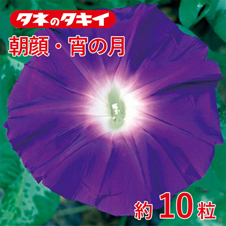 Rakuten - 朝顔・松風 約8粒