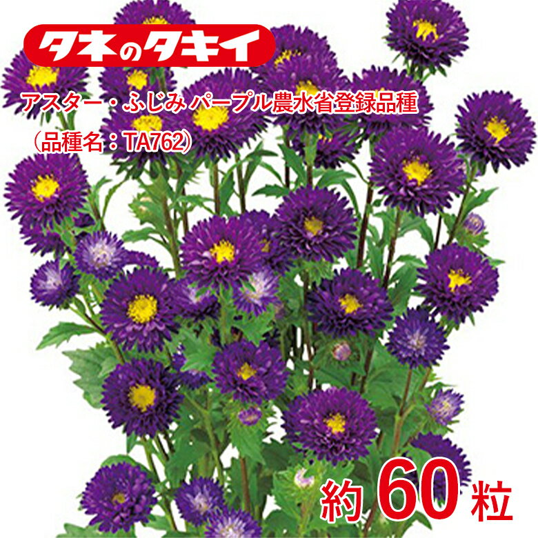 Rakuten - アスター・ふじみ パープル農水省登録品種（品種名：TA762）約60粒