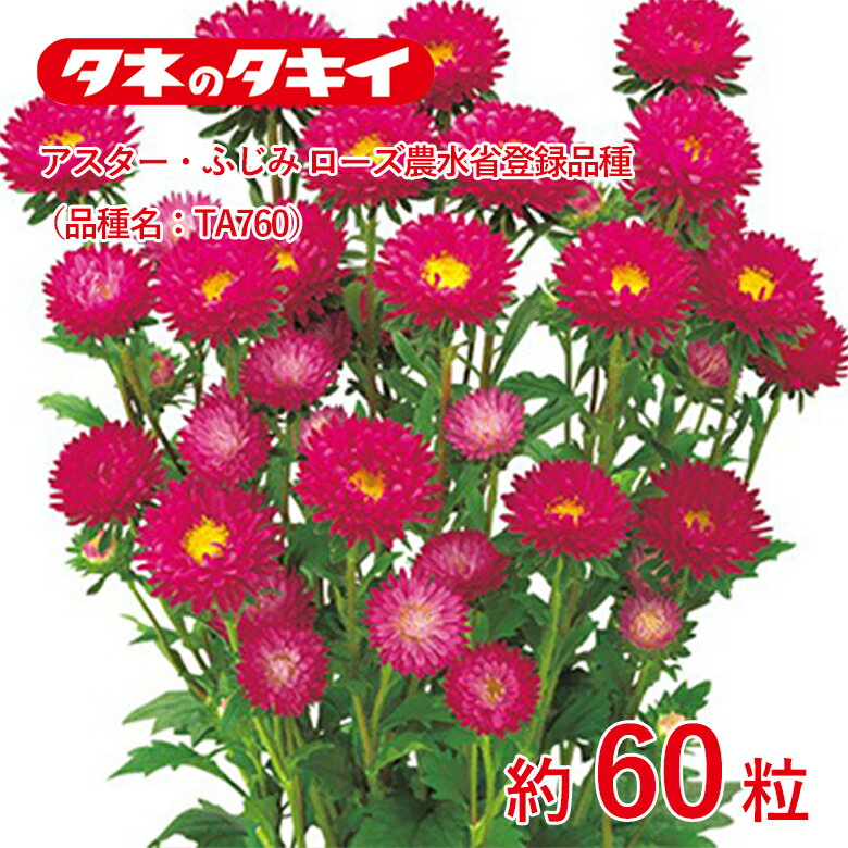 商品名 アスター・ふじみ ローズ農水省登録品種（品種名：TA760）約60粒 学名 Callistephus chinensis Nees 和名 エゾギク 開花時期 発芽適温：20℃前後 生育適温：5℃〜25℃ 発芽日数：6〜8日 特徴 【ふじみ系（中大輪八重咲き）】 お供え花に欠かすことのできないアスターの定番シリーズ。花径約5cmの八重咲きでフザリウム耐病性に特に優れる。花弁の重ねや発色もよく、切り花に好適。小葉で基部分枝が少なく、密植栽培にも向く。 濃い紫色。 【アスター】 花もちがよく夏の切り花で重宝され、洋風アレンジにも欠かせない人気の花。連作を嫌うので、同じ場所で続けて栽培しないようにご注意を。キク科 日当たり・置き場所 日なた 水やり 土の表面が乾いたらたっぷり水をやるようにします。 肥料 酸性土を嫌うため、苦土石灰をまいて酸度矯正を行います。堆肥、腐葉土などの有機物をすき込み、元肥に化成肥料を施し、よく耕して土ごしらえをし、15～20cm間隔に植えつけます。 病気と害虫 立枯れ病が出やすいので、連作を避けること。この病気は、酸性土で発生しやすいのでしっかり酸度矯正をしましょう。ウイルス性の萎黄病も発生することがあるので、媒介昆虫のアブラムシ、スリップスをつけないよう注意します。赤さび病の発生や、新しい葉や蕾を食害するウリハムシに注意して、薬剤などで防除します。商品名 アスター・ふじみ ローズ農水省登録品種（品種名：TA760）約60粒 学名 Callistephus chinensis Nees 和名 エゾギク 開花時期 発芽適温：20℃前後 生育適温：5℃〜25℃ 発芽日数：6〜8日 特徴 【ふじみ系（中大輪八重咲き）】 お供え花に欠かすことのできないアスターの定番シリーズ。花径約5cmの八重咲きでフザリウム耐病性に特に優れる。花弁の重ねや発色もよく、切り花に好適。小葉で基部分枝が少なく、密植栽培にも向く。 濃い紫色。 【アスター】 花もちがよく夏の切り花で重宝され、洋風アレンジにも欠かせない人気の花。連作を嫌うので、同じ場所で続けて栽培しないようにご注意を。キク科 日当たり・置き場所 日なた 水やり 土の表面が乾いたらたっぷり水をやるようにします。 肥料 酸性土を嫌うため、苦土石灰をまいて酸度矯正を行います。堆肥、腐葉土などの有機物をすき込み、元肥に化成肥料を施し、よく耕して土ごしらえをし、15～20cm間隔に植えつけます。 病気と害虫 立枯れ病が出やすいので、連作を避けること。この病気は、酸性土で発生しやすいのでしっかり酸度矯正をしましょう。ウイルス性の萎黄病も発生することがあるので、媒介昆虫のアブラムシ、スリップスをつけないよう注意します。赤さび病の発生や、新しい葉や蕾を食害するウリハムシに注意して、薬剤などで防除します。