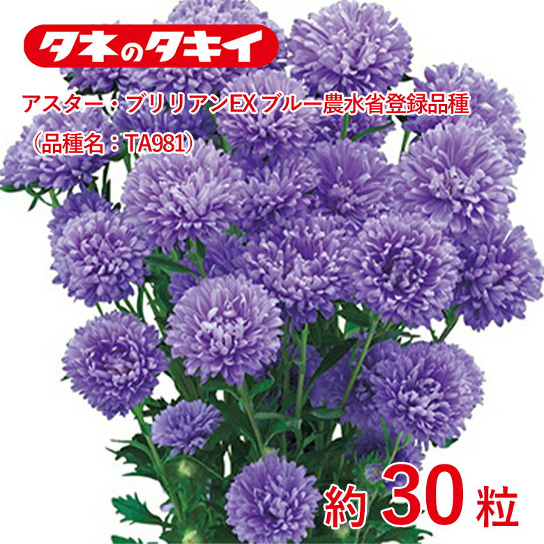 Rakuten - アスター・ブリリアンEX ブルー農水省登録品種（品種名：TA981）約30粒