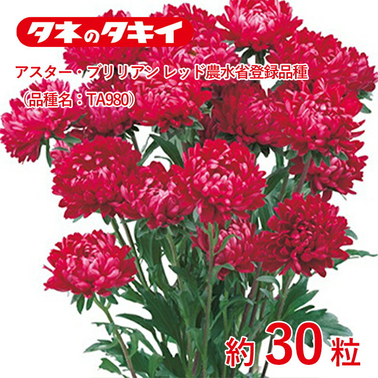 Rakuten - アスター・ブリリアン レッド農水省登録品種（品種名：TA980）約30粒