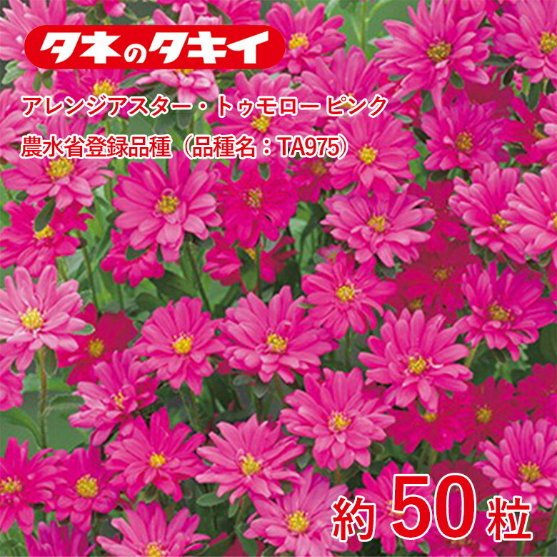 Rakuten - アレンジアスター・トゥモロー ピンク 農水省登録品種（品種名：TA975）約50粒