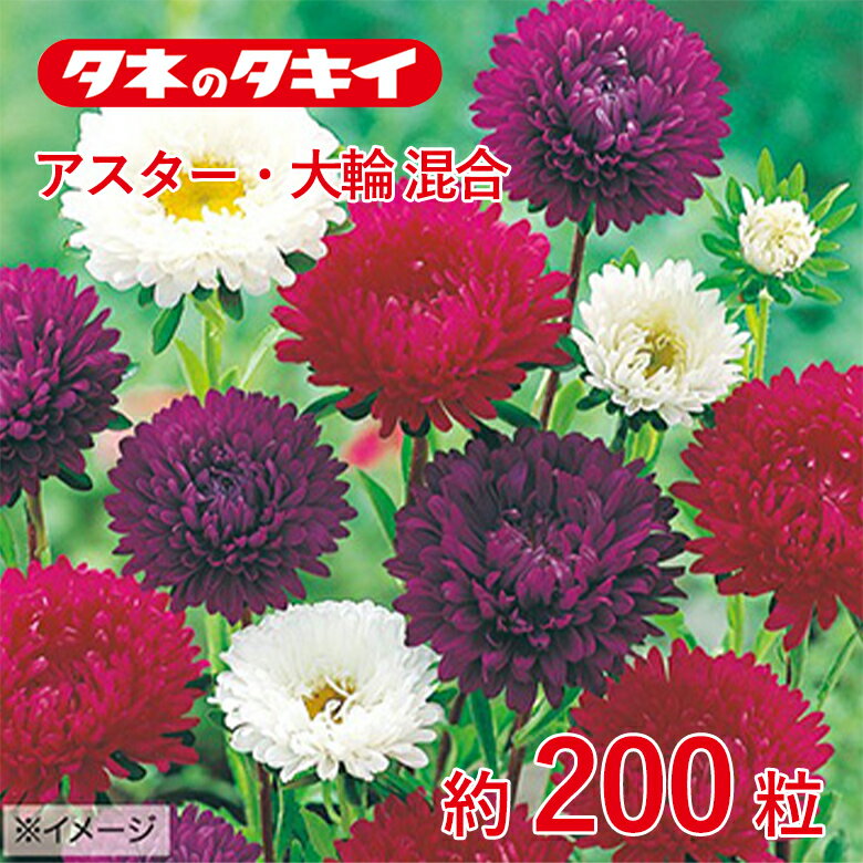 Other - アスター・ポンポン 混合　約200粒