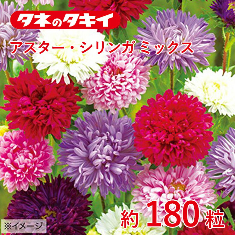 Rakuten - アスター・シリンガ ミックス 約180粒