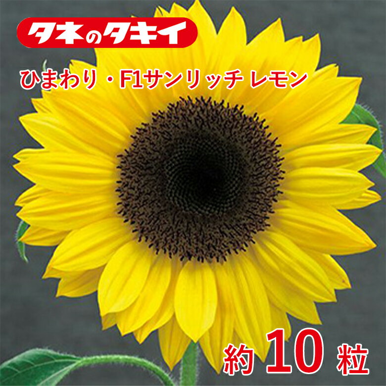商品名 ひまわり・F1サンリッチ レモン 約10粒 学名 Helianthus annuus L. 和名 ヒマワリ 開花時期 発芽適温：25℃ 生育適温：15℃〜30℃ 発芽日数：3〜4日 特徴 【F1サンリッチ®シリーズ55日タイプ】 最短55日で開花。花粉が出ない完全1本立ちの無分枝タイプで、花弁の並びの整った美しい花型。 明るい黄色。芯は黒褐色。 【ひまわり】 タネから簡単に育てられて、生長も早く、花をすぐに楽しめる人気の草花。草丈の低いタイプは花壇や鉢植えに、高いタイプは切り花や景観におすすめ。キク科 日当たり・置き場所 日なた 水やり 発芽から生育初期にかけては、十分に根を張らせるため、表土が乾いたらたっぷりと水やりしますが、生育とともに徐々に水やりを減らしていきます。ただし、葉が大きくて草丈が高くなる品種は、夏に葉がしおれやすくなるので、ほぼ毎日の水やりが必要になります。 肥料 植えつけ時に元肥として緩効性肥料を施します。追肥は花が咲くまで2週間おきに化成肥料を施します。 病気と害虫 アブラムシ、ズイムシがつくことがあります。最近多くなったハモグリバエは、根から吸収させて効果のある殺虫剤を株元にまいて駆除します。雨が多いと発生するべと病は、長雨のあと、殺菌剤を散布して駆除します。商品名 ひまわり・F1サンリッチ レモン 約10粒 学名 Helianthus annuus L. 和名 ヒマワリ 開花時期 発芽適温：25℃ 生育適温：15℃〜30℃ 発芽日数：3〜4日 特徴 【F1サンリッチ®シリーズ55日タイプ】 最短55日で開花。花粉が出ない完全1本立ちの無分枝タイプで、花弁の並びの整った美しい花型。 明るい黄色。芯は黒褐色。 【ひまわり】 タネから簡単に育てられて、生長も早く、花をすぐに楽しめる人気の草花。草丈の低いタイプは花壇や鉢植えに、高いタイプは切り花や景観におすすめ。キク科 日当たり・置き場所 日なた 水やり 発芽から生育初期にかけては、十分に根を張らせるため、表土が乾いたらたっぷりと水やりしますが、生育とともに徐々に水やりを減らしていきます。ただし、葉が大きくて草丈が高くなる品種は、夏に葉がしおれやすくなるので、ほぼ毎日の水やりが必要になります。 肥料 植えつけ時に元肥として緩効性肥料を施します。追肥は花が咲くまで2週間おきに化成肥料を施します。 病気と害虫 アブラムシ、ズイムシがつくことがあります。最近多くなったハモグリバエは、根から吸収させて効果のある殺虫剤を株元にまいて駆除します。雨が多いと発生するべと病は、長雨のあと、殺菌剤を散布して駆除します。