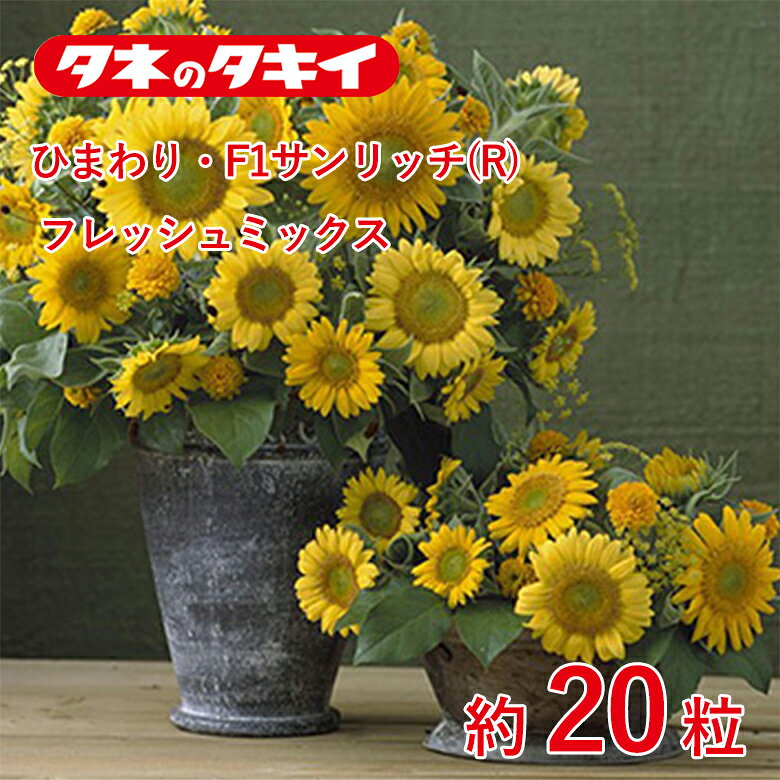Rakuten - ひまわり・F1サンリッチ(R) フレッシュミックス　約20粒