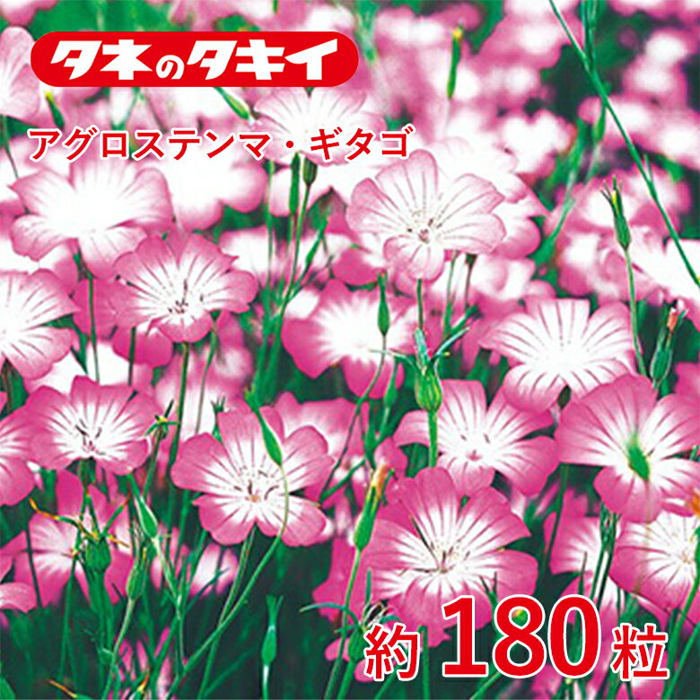 Rakuten - アグロステンマ・ギタゴ　約180粒