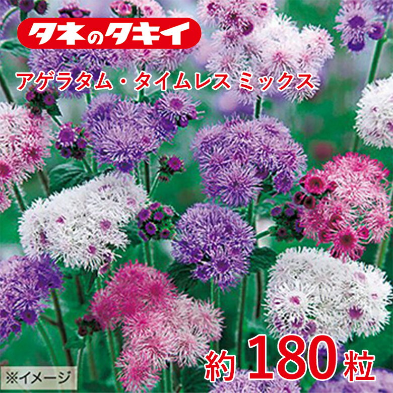 商品名 アゲラタム・タイムレス ミックス　約180粒 学名 geratum L. 和名 カッコウアザミ属 開花時期 発芽適温：20〜25℃前後 生育適温：15℃〜25℃ 特徴 「アザミ」を小さくしたような形で、草丈がよく伸びるタイプの大輪種。花色は紫、ピンク、青、白などの混合。初夏から秋の花壇に彩りをそえるとともに、切花にして飾って楽しむこともできる。キク科 ※混合種子は品種により発芽や初期生育に差が出ることがあり、生育の早いもの、旺盛なもののみを育てると、花色が偏る場合があります。 日当たり・置き場所 日なた 水やり 用土の表面が乾いたら、たっぷり与えましょう。 肥料 成長が早く、徒長しやすいので、庭植えではほとんど不要です。鉢植えは春と秋に少量施します。軟弱に育つと倒れたり、病害虫も多くなるので、生育の様子を見ながら、薄い液体肥料を施すのが安全です。 病気と害虫 混みすぎや多湿で、花がらや枯れ葉などにカビが生える灰色かび病が出やすく、部分的にとけるように枯れ、しだいに広がります。花がらはこまめに摘み取り、切り戻しや枝すかしを行って、日照を確保し、風通しをよくしておきます。 タネまきから育苗中は、全体がしおれて枯れてしまう立枯病など、土壌病害に注意します。商品名 アゲラタム・タイムレス ミックス　約180粒 学名 geratum L. 和名 カッコウアザミ属 開花時期 発芽適温：20〜25℃前後 生育適温：15℃〜25℃ 特徴 「アザミ」を小さくしたような形で、草丈がよく伸びるタイプの大輪種。花色は紫、ピンク、青、白などの混合。初夏から秋の花壇に彩りをそえるとともに、切花にして飾って楽しむこともできる。キク科 ※混合種子は品種により発芽や初期生育に差が出ることがあり、生育の早いもの、旺盛なもののみを育てると、花色が偏る場合があります。 日当たり・置き場所 日なた 水やり 用土の表面が乾いたら、たっぷり与えましょう。 肥料 成長が早く、徒長しやすいので、庭植えではほとんど不要です。鉢植えは春と秋に少量施します。軟弱に育つと倒れたり、病害虫も多くなるので、生育の様子を見ながら、薄い液体肥料を施すのが安全です。 病気と害虫 混みすぎや多湿で、花がらや枯れ葉などにカビが生える灰色かび病が出やすく、部分的にとけるように枯れ、しだいに広がります。花がらはこまめに摘み取り、切り戻しや枝すかしを行って、日照を確保し、風通しをよくしておきます。 タネまきから育苗中は、全体がしおれて枯れてしまう立枯病など、土壌病害に注意します。