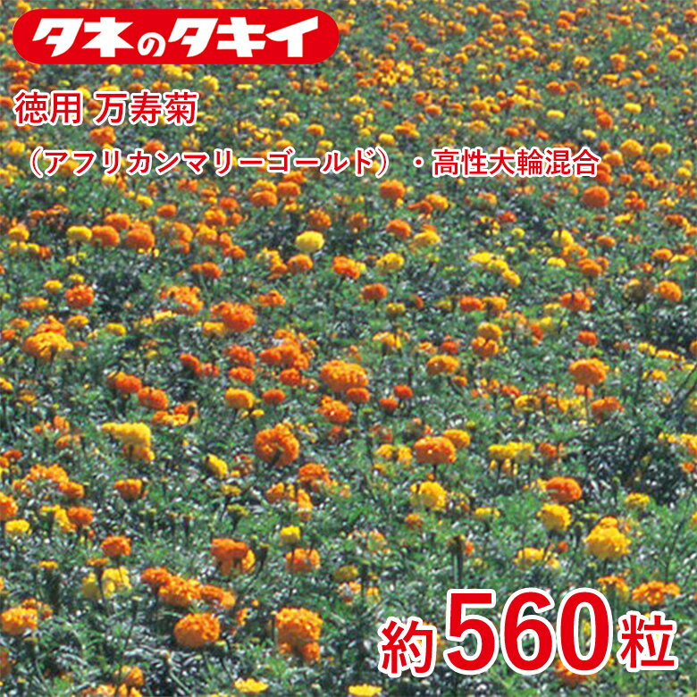 商品名 徳用 万寿菊（アフリカンマリーゴールド）・高性大輪混合　約560粒 学名 Tagetes patula L. 和名 万寿菊または千寿菊 開花時期 発芽適温：20℃前後 生育適温：15℃〜30℃ 発芽日数：5〜7日 特徴 【万寿菊（アフリカン マリーゴールド）】 アフリカン系は花が大輪で耐暑性があり、夏～晩秋まで楽しめる。栽培容易。 花の大きさが7～8cmの大輪で、花色は黄、橙黄、橙などがある。丈夫な性質で、ほとんど土質も選ばずよく育ち、たくさんの花をつける人気の高い品種。線虫駆除用品種。ポピュラーな種類で、水田減反対策や環境美化用としても人気。 【マリーゴールド】 「聖母マリアの黄金の花」の意味を持ち、フレンチ系（孔雀草）とアフリカン系（万寿菊）の大きく2つに分けられるが、両方の種間雑種も増え、様々な品種が出てきている。キク科。 ※混合種子は品種により発芽や初期生育に差が出ることがあり、生育の早いもの、旺盛なもののみを育てると、花色が偏る場合があります。 日当たり・置き場所 日なた 水やり 土の表面が乾いたらたっぷり水をやるようにします。 病気と害虫 元肥として緩効性の肥料を混ぜておくといいでしょう。 1週間から10日に1回の頻度で、液体肥料を与えます。 ふやし方 立ち枯れ病予防のため、連作を避けます。立ち枯れ病が発生した場合は、根元から土ごと掘り捨て、土壌病害用の液剤をかけて殺菌します。古い花をときどき摘みとるようにすれば、灰色かび病（ボトリチス病）の発生を防ぐことができます。黒斑病、うどんこ病は発生初期のうちに殺菌剤をかけ、防除します。アオムシ、アブラムシはスプレー式の殺虫剤で簡単に駆除できます。商品名 徳用 万寿菊（アフリカンマリーゴールド）・高性大輪混合　約560粒 学名 Tagetes patula L. 和名 万寿菊または千寿菊 開花時期 発芽適温：20℃前後 生育適温：15℃〜30℃ 発芽日数：5〜7日 特徴 【万寿菊（アフリカン マリーゴールド）】 アフリカン系は花が大輪で耐暑性があり、夏～晩秋まで楽しめる。栽培容易。 花の大きさが7～8cmの大輪で、花色は黄、橙黄、橙などがある。丈夫な性質で、ほとんど土質も選ばずよく育ち、たくさんの花をつける人気の高い品種。線虫駆除用品種。ポピュラーな種類で、水田減反対策や環境美化用としても人気。 【マリーゴールド】 「聖母マリアの黄金の花」の意味を持ち、フレンチ系（孔雀草）とアフリカン系（万寿菊）の大きく2つに分けられるが、両方の種間雑種も増え、様々な品種が出てきている。キク科。 ※混合種子は品種により発芽や初期生育に差が出ることがあり、生育の早いもの、旺盛なもののみを育てると、花色が偏る場合があります。 日当たり・置き場所 日なた 水やり 土の表面が乾いたらたっぷり水をやるようにします。 病気と害虫 元肥として緩効性の肥料を混ぜておくといいでしょう。 1週間から10日に1回の頻度で、液体肥料を与えます。 ふやし方 立ち枯れ病予防のため、連作を避けます。立ち枯れ病が発生した場合は、根元から土ごと掘り捨て、土壌病害用の液剤をかけて殺菌します。古い花をときどき摘みとるようにすれば、灰色かび病（ボトリチス病）の発生を防ぐことができます。黒斑病、うどんこ病は発生初期のうちに殺菌剤をかけ、防除します。アオムシ、アブラムシはスプレー式の殺虫剤で簡単に駆除できます。