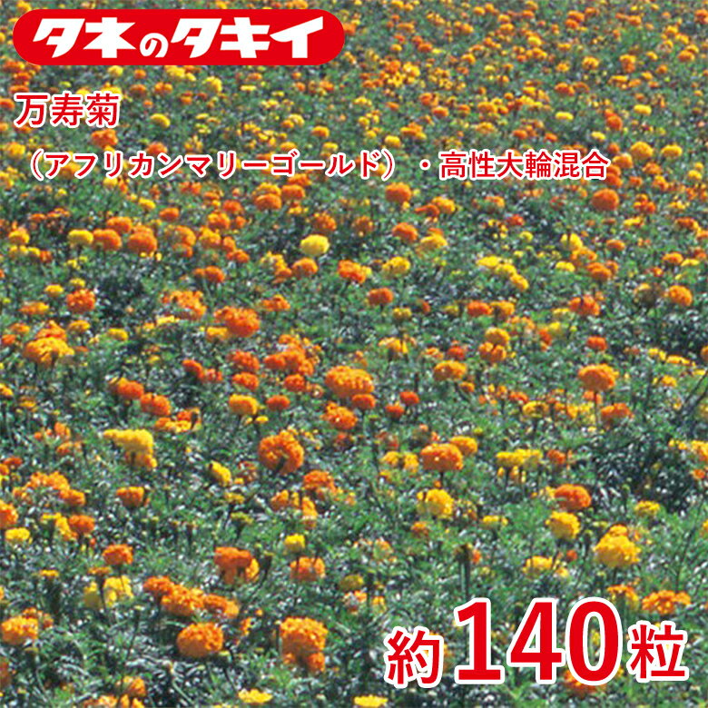 商品名 万寿菊（アフリカンマリーゴールド）・高性大輪混合　約140粒 学名 Tagetes patula L. 和名 万寿菊または千寿菊 開花時期 発芽適温：20℃前後 生育適温：15℃〜30℃ 発芽日数：5〜7日 特徴 【万寿菊（アフリカン マリーゴールド）】 アフリカン系は花が大輪で耐暑性があり、夏～晩秋まで楽しめる。栽培容易。 花の大きさが7～8cmの大輪で、花色は黄、橙黄、橙などがある。丈夫な性質で、ほとんど土質も選ばずよく育ち、たくさんの花をつける人気の高い品種。線虫駆除用品種。ポピュラーな種類で、水田減反対策や環境美化用としても人気。 【マリーゴールド】 「聖母マリアの黄金の花」の意味を持ち、フレンチ系（孔雀草）とアフリカン系（万寿菊）の大きく2つに分けられるが、両方の種間雑種も増え、様々な品種が出てきている。キク科。 ※混合種子は品種により発芽や初期生育に差が出ることがあり、生育の早いもの、旺盛なもののみを育てると、花色が偏る場合があります。 日当たり・置き場所 日なた 水やり 土の表面が乾いたらたっぷり水をやるようにします。 病気と害虫 元肥として緩効性の肥料を混ぜておくといいでしょう。 1週間から10日に1回の頻度で、液体肥料を与えます。 ふやし方 立ち枯れ病予防のため、連作を避けます。立ち枯れ病が発生した場合は、根元から土ごと掘り捨て、土壌病害用の液剤をかけて殺菌します。古い花をときどき摘みとるようにすれば、灰色かび病（ボトリチス病）の発生を防ぐことができます。黒斑病、うどんこ病は発生初期のうちに殺菌剤をかけ、防除します。アオムシ、アブラムシはスプレー式の殺虫剤で簡単に駆除できます。商品名 万寿菊（アフリカンマリーゴールド）・高性大輪混合　約140粒 学名 Tagetes patula L. 和名 万寿菊または千寿菊 開花時期 発芽適温：20℃前後 生育適温：15℃〜30℃ 発芽日数：5〜7日 特徴 【万寿菊（アフリカン マリーゴールド）】 アフリカン系は花が大輪で耐暑性があり、夏～晩秋まで楽しめる。栽培容易。 花の大きさが7～8cmの大輪で、花色は黄、橙黄、橙などがある。丈夫な性質で、ほとんど土質も選ばずよく育ち、たくさんの花をつける人気の高い品種。線虫駆除用品種。ポピュラーな種類で、水田減反対策や環境美化用としても人気。 【マリーゴールド】 「聖母マリアの黄金の花」の意味を持ち、フレンチ系（孔雀草）とアフリカン系（万寿菊）の大きく2つに分けられるが、両方の種間雑種も増え、様々な品種が出てきている。キク科。 ※混合種子は品種により発芽や初期生育に差が出ることがあり、生育の早いもの、旺盛なもののみを育てると、花色が偏る場合があります。 日当たり・置き場所 日なた 水やり 土の表面が乾いたらたっぷり水をやるようにします。 病気と害虫 元肥として緩効性の肥料を混ぜておくといいでしょう。 1週間から10日に1回の頻度で、液体肥料を与えます。 ふやし方 立ち枯れ病予防のため、連作を避けます。立ち枯れ病が発生した場合は、根元から土ごと掘り捨て、土壌病害用の液剤をかけて殺菌します。古い花をときどき摘みとるようにすれば、灰色かび病（ボトリチス病）の発生を防ぐことができます。黒斑病、うどんこ病は発生初期のうちに殺菌剤をかけ、防除します。アオムシ、アブラムシはスプレー式の殺虫剤で簡単に駆除できます。