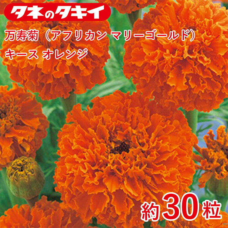 商品名 万寿菊（アフリカン マリーゴールド）・キース オレンジ　約30粒 学名 Tagetes patula L. 和名 万寿菊または千寿菊 開花時期 発芽適温：20℃前後 生育適温：15℃〜30℃ 発芽日数：5〜7日 特徴 【万寿菊（アフリカン マリーゴールド）】 アフリカン系は花が大輪で耐暑性があり、夏～晩秋まで楽しめる。栽培容易。 濃いオレンジが特長。強健で旺盛に育つ。花径7～8cm。草丈80～100cm。 【マリーゴールド】 「聖母マリアの黄金の花」の意味を持ち、フレンチ系（孔雀草）とアフリカン系（万寿菊）の大きく2つに分けられるが、両方の種間雑種も増え、様々な品種が出てきている。キク科 日当たり・置き場所 日なた 水やり 土の表面が乾いたらたっぷり水をやるようにします。 病気と害虫 元肥として緩効性の肥料を混ぜておくといいでしょう。 1週間から10日に1回の頻度で、液体肥料を与えます。 ふやし方 立ち枯れ病予防のため、連作を避けます。立ち枯れ病が発生した場合は、根元から土ごと掘り捨て、土壌病害用の液剤をかけて殺菌します。古い花をときどき摘みとるようにすれば、灰色かび病（ボトリチス病）の発生を防ぐことができます。黒斑病、うどんこ病は発生初期のうちに殺菌剤をかけ、防除します。アオムシ、アブラムシはスプレー式の殺虫剤で簡単に駆除できます。商品名 万寿菊（アフリカン マリーゴールド）・キース オレンジ　約30粒 学名 Tagetes patula L. 和名 万寿菊または千寿菊 開花時期 発芽適温：20℃前後 生育適温：15℃〜30℃ 発芽日数：5〜7日 特徴 【万寿菊（アフリカン マリーゴールド）】 アフリカン系は花が大輪で耐暑性があり、夏～晩秋まで楽しめる。栽培容易。 濃いオレンジが特長。強健で旺盛に育つ。花径7～8cm。草丈80～100cm。 【マリーゴールド】 「聖母マリアの黄金の花」の意味を持ち、フレンチ系（孔雀草）とアフリカン系（万寿菊）の大きく2つに分けられるが、両方の種間雑種も増え、様々な品種が出てきている。キク科 日当たり・置き場所 日なた 水やり 土の表面が乾いたらたっぷり水をやるようにします。 病気と害虫 元肥として緩効性の肥料を混ぜておくといいでしょう。 1週間から10日に1回の頻度で、液体肥料を与えます。 ふやし方 立ち枯れ病予防のため、連作を避けます。立ち枯れ病が発生した場合は、根元から土ごと掘り捨て、土壌病害用の液剤をかけて殺菌します。古い花をときどき摘みとるようにすれば、灰色かび病（ボトリチス病）の発生を防ぐことができます。黒斑病、うどんこ病は発生初期のうちに殺菌剤をかけ、防除します。アオムシ、アブラムシはスプレー式の殺虫剤で簡単に駆除できます。