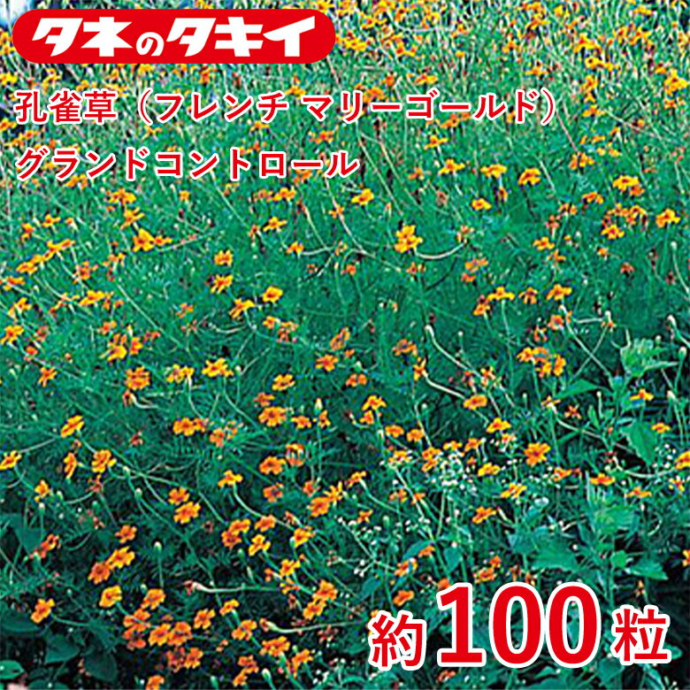 Rakuten - 孔雀草（フレンチ マリーゴールド）・グランドコントロール　約100粒