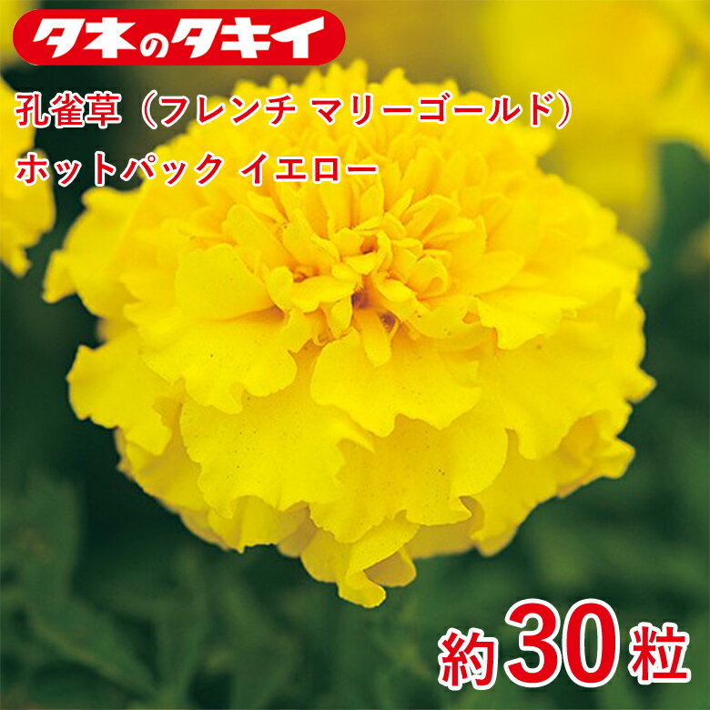 Rakuten - 孔雀草（フレンチ マリーゴールド）・ホットパック イエロー 約30粒