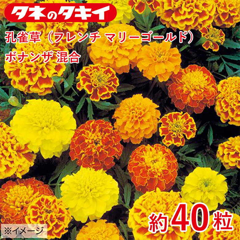 Rakuten - 孔雀草（フレンチ マリーゴールド）・ボナンザ 混合　約40粒