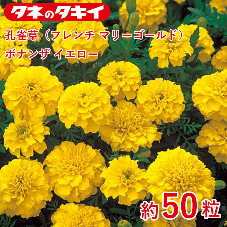 商品名 孔雀草（フレンチ マリーゴールド）・ボナンザ イエロー 約50粒 学名 Tagetes patula L. 和名 万寿菊または千寿菊 開花時期 発芽適温：20℃前後 生育適温：15℃〜30℃ 発芽日数：5〜7日 特徴 【孔雀草（フレンチ マリーゴールド）・ボナンザ系】 夏の過酷な環境でも花つきがよく、早咲き大輪で草丈約20cm。花径5～6cm。フレンチ系は草姿がやや矮性で横に広がり、比較的小さめの花がたくさん長期間咲く。 純黄色。 【マリーゴールド】 「聖母マリアの黄金の花」の意味を持ち、フレンチ系（孔雀草）とアフリカン系（万寿菊）の大きく2つに分けられるが、両方の種間雑種も増え、様々な品種が出てきている。キク科 日当たり・置き場所 日なた 水やり 土の表面が乾いたらたっぷり水をやるようにします。 肥料 元肥として緩効性の肥料を混ぜておくといいでしょう。 1週間から10日に1回の頻度で、液体肥料を与えます。 病気と害虫 立ち枯れ病予防のため、連作を避けます。立ち枯れ病が発生した場合は、根元から土ごと掘り捨て、土壌病害用の液剤をかけて殺菌します。古い花をときどき摘みとるようにすれば、灰色かび病（ボトリチス病）の発生を防ぐことができます。黒斑病、うどんこ病は発生初期のうちに殺菌剤をかけ、防除します。アオムシ、アブラムシはスプレー式の殺虫剤で簡単に駆除できます。商品名 孔雀草（フレンチ マリーゴールド）・ボナンザ イエロー 約50粒 学名 Tagetes patula L. 和名 万寿菊または千寿菊 開花時期 発芽適温：20℃前後 生育適温：15℃〜30℃ 発芽日数：5〜7日 特徴 【孔雀草（フレンチ マリーゴールド）・ボナンザ系】 夏の過酷な環境でも花つきがよく、早咲き大輪で草丈約20cm。花径5～6cm。フレンチ系は草姿がやや矮性で横に広がり、比較的小さめの花がたくさん長期間咲く。 純黄色。 【マリーゴールド】 「聖母マリアの黄金の花」の意味を持ち、フレンチ系（孔雀草）とアフリカン系（万寿菊）の大きく2つに分けられるが、両方の種間雑種も増え、様々な品種が出てきている。キク科 日当たり・置き場所 日なた 水やり 土の表面が乾いたらたっぷり水をやるようにします。 肥料 元肥として緩効性の肥料を混ぜておくといいでしょう。 1週間から10日に1回の頻度で、液体肥料を与えます。 病気と害虫 立ち枯れ病予防のため、連作を避けます。立ち枯れ病が発生した場合は、根元から土ごと掘り捨て、土壌病害用の液剤をかけて殺菌します。古い花をときどき摘みとるようにすれば、灰色かび病（ボトリチス病）の発生を防ぐことができます。黒斑病、うどんこ病は発生初期のうちに殺菌剤をかけ、防除します。アオムシ、アブラムシはスプレー式の殺虫剤で簡単に駆除できます。