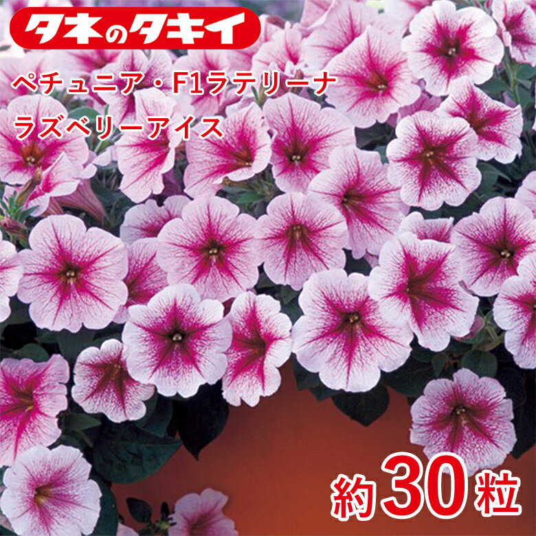 商品名 ペチュニア・F1ラテリーナ ラズベリーアイス　約30粒 学名 Petunia 和名 ツクバネアサガオ 開花時期 発芽適温：25℃前後 生育適温：10℃〜30℃ 発芽日数：5〜7日 特徴 【一重咲き（這性タイプ） F1ラテリーナ系】 横に広がりながら這うように大きくなるタイプ。丈夫で育てやすく、雨にも強い。花径6.5～7.5cmで、分枝が多く、生育スピードも早くて1株最大90cm幅に広がり、花が株を覆いつくすように咲く。ハンギングやプランターに向く！ 花色よく株は他色に比べてコンパクト 【ペチュニア】 草姿、花色、花形も多様なバリエーションが魅力で、暑さ、乾燥にも強く、夏の花壇を彩るのに欠かせない。ナス科 日当たり・置き場所 日なた 水やり 土の表面が乾いたらたっぷり水をやるようにします。 肥料 元肥として緩効性の肥料を混ぜておくといいでしょう。 1週間から10日に1回の頻度で、液体肥料を与えます。 病気と害虫 立ち枯れ病予防のため、連作を避けます。立ち枯れ病が発生した場合は、根元から土ごと掘り捨て、土壌病害用の液剤をかけて殺菌します。古い花を摘みとるようにすれば、灰色かび病（ボトリチス病）の発生を防ぐことができます。うどんこ病は発生初期のうちに殺菌剤をかけ、防除します。アブララムシはスプレー式の殺虫剤もしくは粒剤で簡単に駆除できます。商品名 ペチュニア・F1ラテリーナ ラズベリーアイス　約30粒 学名 Petunia 和名 ツクバネアサガオ 開花時期 発芽適温：25℃前後 生育適温：10℃〜30℃ 発芽日数：5〜7日 特徴 【一重咲き（這性タイプ） F1ラテリーナ系】 横に広がりながら這うように大きくなるタイプ。丈夫で育てやすく、雨にも強い。花径6.5～7.5cmで、分枝が多く、生育スピードも早くて1株最大90cm幅に広がり、花が株を覆いつくすように咲く。ハンギングやプランターに向く！ 花色よく株は他色に比べてコンパクト 【ペチュニア】 草姿、花色、花形も多様なバリエーションが魅力で、暑さ、乾燥にも強く、夏の花壇を彩るのに欠かせない。ナス科 日当たり・置き場所 日なた 水やり 土の表面が乾いたらたっぷり水をやるようにします。 肥料 元肥として緩効性の肥料を混ぜておくといいでしょう。 1週間から10日に1回の頻度で、液体肥料を与えます。 病気と害虫 立ち枯れ病予防のため、連作を避けます。立ち枯れ病が発生した場合は、根元から土ごと掘り捨て、土壌病害用の液剤をかけて殺菌します。古い花を摘みとるようにすれば、灰色かび病（ボトリチス病）の発生を防ぐことができます。うどんこ病は発生初期のうちに殺菌剤をかけ、防除します。アブララムシはスプレー式の殺虫剤もしくは粒剤で簡単に駆除できます。