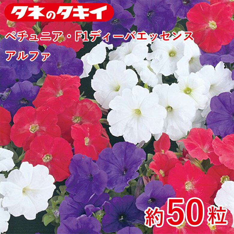 商品名 ペチュニア・F1ディーバエッセンス アルファ　約50粒 学名 Petunia 和名 ツクバネアサガオ 開花時期 発芽適温：25℃前後 生育適温：10℃〜30℃ 発芽日数：5〜7日 特徴 【一重咲き（ドーム型） F1ディーバ系】 ペチュニアの新しい特性を追求し育成された品種。枝が横に伸びすぎず、ドーム型にまとまる草姿バランスの良い品種。開花が早くて分枝数も多いので株を覆うように花を付ける。強健性で猛暑となる夏にも咲き続け、大株になっても株が乱れにくく一株でもボリュームのある大鉢を作ることができる。雨後の回復も早い。花径約7cm。 F1ディーバ系の青紫、朱赤、白の3色混合。 【ペチュニア】 草姿、花色、花形も多様なバリエーションが魅力で、暑さ、乾燥にも強く、夏の花壇を彩るのに欠かせない。ナス科 ※ミックスは品種を当方で選出し取り混ぜてのお届けです。写真と多少異なる場合や品種が重複する場合があります。 ※混合種子は品種により発芽や初期生育に差が出ることがあり、生育の早いもの、旺盛なもののみを育てると、花色が偏る場合があります。 日当たり・置き場所 日なた 水やり 土の表面が乾いたらたっぷり水をやるようにします。 肥料 元肥として緩効性の肥料を混ぜておくといいでしょう。 1週間から10日に1回の頻度で、液体肥料を与えます。 病気と害虫 立ち枯れ病予防のため、連作を避けます。立ち枯れ病が発生した場合は、根元から土ごと掘り捨て、土壌病害用の液剤をかけて殺菌します。古い花を摘みとるようにすれば、灰色かび病（ボトリチス病）の発生を防ぐことができます。うどんこ病は発生初期のうちに殺菌剤をかけ、防除します。アブララムシはスプレー式の殺虫剤もしくは粒剤で簡単に駆除できます。商品名 ペチュニア・F1ディーバエッセンス アルファ　約50粒 学名 Petunia 和名 ツクバネアサガオ 開花時期 発芽適温：25℃前後 生育適温：10℃〜30℃ 発芽日数：5〜7日 特徴 【一重咲き（ドーム型） F1ディーバ系】 ペチュニアの新しい特性を追求し育成された品種。枝が横に伸びすぎず、ドーム型にまとまる草姿バランスの良い品種。開花が早くて分枝数も多いので株を覆うように花を付ける。強健性で猛暑となる夏にも咲き続け、大株になっても株が乱れにくく一株でもボリュームのある大鉢を作ることができる。雨後の回復も早い。花径約7cm。 F1ディーバ系の青紫、朱赤、白の3色混合。 【ペチュニア】 草姿、花色、花形も多様なバリエーションが魅力で、暑さ、乾燥にも強く、夏の花壇を彩るのに欠かせない。ナス科 ※ミックスは品種を当方で選出し取り混ぜてのお届けです。写真と多少異なる場合や品種が重複する場合があります。 ※混合種子は品種により発芽や初期生育に差が出ることがあり、生育の早いもの、旺盛なもののみを育てると、花色が偏る場合があります。 日当たり・置き場所 日なた 水やり 土の表面が乾いたらたっぷり水をやるようにします。 肥料 元肥として緩効性の肥料を混ぜておくといいでしょう。 1週間から10日に1回の頻度で、液体肥料を与えます。 病気と害虫 立ち枯れ病予防のため、連作を避けます。立ち枯れ病が発生した場合は、根元から土ごと掘り捨て、土壌病害用の液剤をかけて殺菌します。古い花を摘みとるようにすれば、灰色かび病（ボトリチス病）の発生を防ぐことができます。うどんこ病は発生初期のうちに殺菌剤をかけ、防除します。アブララムシはスプレー式の殺虫剤もしくは粒剤で簡単に駆除できます。