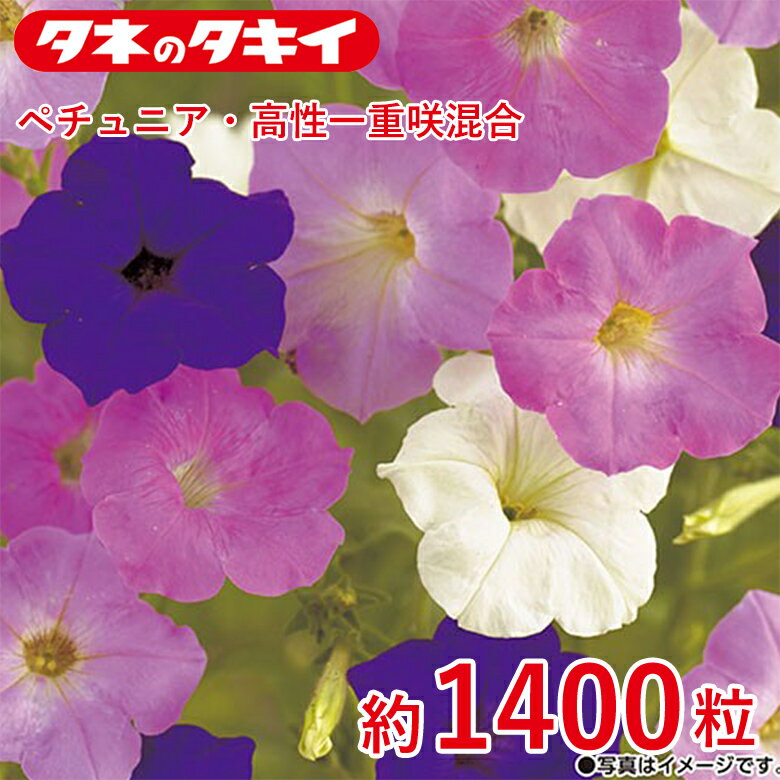商品名 ペチュニア・高性一重咲混合 約1400粒 学名 Petunia 和名 ツクバネアサガオ 開花時期 発芽適温：25℃前後 生育適温：10℃〜30℃ 発芽日数：5〜7日 特徴 花径約5cmの花を、春から秋まで非常に長期間咲かせる。多肥を好み、乾燥に強く、少々しおれても枯れない。過湿、長雨、ナメクジに注意が必要。 【ペチュニア】 草姿、花色、花形も多様なバリエーションが魅力で、暑さ、乾燥にも強く、夏の花壇を彩るのに欠かせない。ナス科 ※混合種子は品種により発芽や初期生育に差が出ることがあり、生育の早いもの、旺盛なもののみを育てると、花色が偏る場合があります。 日当たり・置き場所 日なた 水やり 土の表面が乾いたらたっぷり水をやるようにします。 肥料 元肥として緩効性の肥料を混ぜておくといいでしょう。 1週間から10日に1回の頻度で、液体肥料を与えます。 病気と害虫 立ち枯れ病予防のため、連作を避けます。立ち枯れ病が発生した場合は、根元から土ごと掘り捨て、土壌病害用の液剤をかけて殺菌します。古い花を摘みとるようにすれば、灰色かび病（ボトリチス病）の発生を防ぐことができます。うどんこ病は発生初期のうちに殺菌剤をかけ、防除します。アブララムシはスプレー式の殺虫剤もしくは粒剤で簡単に駆除できます。商品名 ペチュニア・高性一重咲混合 約1400粒 学名 Petunia 和名 ツクバネアサガオ 開花時期 発芽適温：25℃前後 生育適温：10℃〜30℃ 発芽日数：5〜7日 特徴 花径約5cmの花を、春から秋まで非常に長期間咲かせる。多肥を好み、乾燥に強く、少々しおれても枯れない。過湿、長雨、ナメクジに注意が必要。 【ペチュニア】 草姿、花色、花形も多様なバリエーションが魅力で、暑さ、乾燥にも強く、夏の花壇を彩るのに欠かせない。ナス科 ※混合種子は品種により発芽や初期生育に差が出ることがあり、生育の早いもの、旺盛なもののみを育てると、花色が偏る場合があります。 日当たり・置き場所 日なた 水やり 土の表面が乾いたらたっぷり水をやるようにします。 肥料 元肥として緩効性の肥料を混ぜておくといいでしょう。 1週間から10日に1回の頻度で、液体肥料を与えます。 病気と害虫 立ち枯れ病予防のため、連作を避けます。立ち枯れ病が発生した場合は、根元から土ごと掘り捨て、土壌病害用の液剤をかけて殺菌します。古い花を摘みとるようにすれば、灰色かび病（ボトリチス病）の発生を防ぐことができます。うどんこ病は発生初期のうちに殺菌剤をかけ、防除します。アブララムシはスプレー式の殺虫剤もしくは粒剤で簡単に駆除できます。