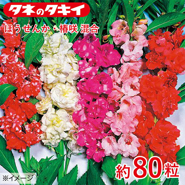 商品名 ほうせんか・椿咲 混合　約80粒 学名 Impatiens balsamina L. 和名 ホウセンカ（鳳仙花） 開花時期 発芽適温：20℃前後 生育適温：15℃〜30℃ 発芽日数：5〜7日 特徴 タネがはじけ飛ぶことでよく知られる花。暑さに強くて生育が早く丈夫で作りやすく、多少の日陰でも耐える。豪華な八重咲きの混合種。ツリフネソウ科 ※混合種子は品種により発芽や初期生育に差が出ることがあり、生育の早いもの、旺盛なもののみを育てると、花色が偏る場合があります。 日当たり・置き場所 日なた 水やり 用土の表面が乾いたら、たっぷり与えましょう。 肥料 成長が早く、徒長しやすいので、庭植えではほとんど不要です。鉢植えは春と秋に少量施します。軟弱に育つと倒れたり、病害虫も多くなるので、生育の様子を見ながら、薄い液体肥料を施すのが安全です。 病気と害虫 混みすぎや多湿で、花がらや枯れ葉などにカビが生える灰色かび病が出やすく、部分的にとけるように枯れ、しだいに広がります。花がらはこまめに摘み取り、切り戻しや枝すかしを行って、日照を確保し、風通しをよくしておきます。 タネまきから育苗中は、全体がしおれて枯れてしまう立枯病など、土壌病害に注意します。商品名 ほうせんか・椿咲 混合　約80粒 学名 Impatiens balsamina L. 和名 ホウセンカ（鳳仙花） 開花時期 発芽適温：20℃前後 生育適温：15℃〜30℃ 発芽日数：5〜7日 特徴 タネがはじけ飛ぶことでよく知られる花。暑さに強くて生育が早く丈夫で作りやすく、多少の日陰でも耐える。豪華な八重咲きの混合種。ツリフネソウ科 ※混合種子は品種により発芽や初期生育に差が出ることがあり、生育の早いもの、旺盛なもののみを育てると、花色が偏る場合があります。 日当たり・置き場所 日なた 水やり 用土の表面が乾いたら、たっぷり与えましょう。 肥料 成長が早く、徒長しやすいので、庭植えではほとんど不要です。鉢植えは春と秋に少量施します。軟弱に育つと倒れたり、病害虫も多くなるので、生育の様子を見ながら、薄い液体肥料を施すのが安全です。 病気と害虫 混みすぎや多湿で、花がらや枯れ葉などにカビが生える灰色かび病が出やすく、部分的にとけるように枯れ、しだいに広がります。花がらはこまめに摘み取り、切り戻しや枝すかしを行って、日照を確保し、風通しをよくしておきます。 タネまきから育苗中は、全体がしおれて枯れてしまう立枯病など、土壌病害に注意します。