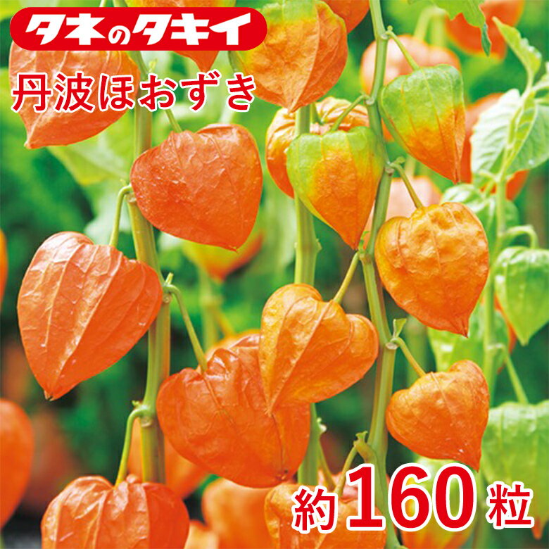 Rakuten - 丹波ほおずき　約160粒