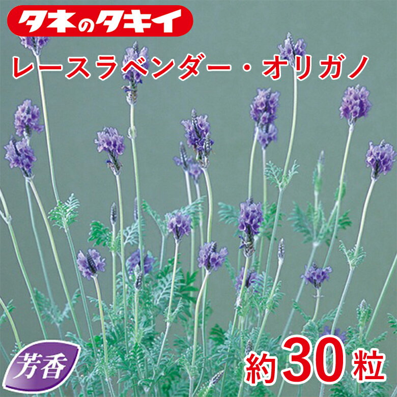 Rakuten - レースラベンダー・オリガノ　約30粒