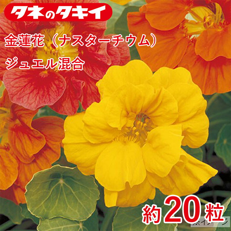 Rakuten - 金蓮花（ナスターチウム）・ジュエル混合　約20粒