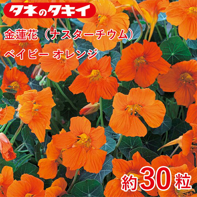 商品名 金蓮花（ナスターチウム）・ベイビー オレンジ　約30粒 学名 Tropaeolum majus L 和名 キンレンカ（金蓮花） 開花時期 発芽適温：15〜20℃前後 生育適温：15℃〜25℃ 発芽日数：5〜7日 特徴 濃ローズ色の珍しい花色。つるの出にくい矮性種でハンギングや鉢栽培におすすめ。ノウゼンハレン科 【ベイビー系】 特徴的な花色と深みのある緑葉が美しいユニーク品種。株はコンパクトにまとまり、狭いスペースやポット、プランターでも楽しめる。 播種期：3～5月 発芽温度：15～20℃ 日当たり・置き場所 日なた 水やり 土の表面が乾いたらたっぷり水をやるようにします。 肥料 元肥として緩効性の肥料を混ぜておくといいでしょう。 1週間から10日に1回の頻度で、液体肥料を与えます。 病気と害虫 立ち枯れ病予防のため、連作を避けます。立ち枯れ病が発生した場合は、根元から土ごと掘り捨て、土壌病害用の液剤をかけて殺菌します。古い花をときどき摘みとるようにすれば、灰色かび病（ボトリチス病）の発生を防ぐことができます。黒斑病、うどんこ病は発生初期のうちに殺菌剤をかけ、防除します。アオムシ、アブラムシはスプレー式の殺虫剤で簡単に駆除できます。商品名 金蓮花（ナスターチウム）・ベイビー オレンジ　約30粒 学名 Tropaeolum majus L 和名 キンレンカ（金蓮花） 開花時期 発芽適温：15〜20℃前後 生育適温：15℃〜25℃ 発芽日数：5〜7日 特徴 濃ローズ色の珍しい花色。つるの出にくい矮性種でハンギングや鉢栽培におすすめ。ノウゼンハレン科 【ベイビー系】 特徴的な花色と深みのある緑葉が美しいユニーク品種。株はコンパクトにまとまり、狭いスペースやポット、プランターでも楽しめる。 播種期：3～5月 発芽温度：15～20℃ 日当たり・置き場所 日なた 水やり 土の表面が乾いたらたっぷり水をやるようにします。 肥料 元肥として緩効性の肥料を混ぜておくといいでしょう。 1週間から10日に1回の頻度で、液体肥料を与えます。 病気と害虫 立ち枯れ病予防のため、連作を避けます。立ち枯れ病が発生した場合は、根元から土ごと掘り捨て、土壌病害用の液剤をかけて殺菌します。古い花をときどき摘みとるようにすれば、灰色かび病（ボトリチス病）の発生を防ぐことができます。黒斑病、うどんこ病は発生初期のうちに殺菌剤をかけ、防除します。アオムシ、アブラムシはスプレー式の殺虫剤で簡単に駆除できます。