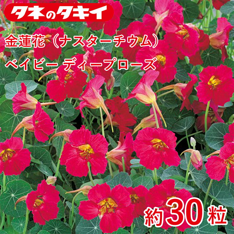 Rakuten - 金蓮花（ナスターチウム）・ベイビー ディープローズ　約30粒