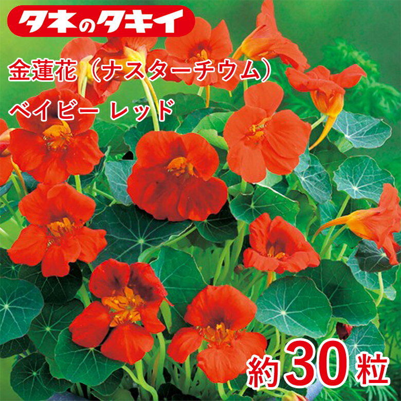 其它 - 金蓮花（ナスターチウム）・ベイビー レッド　約30粒