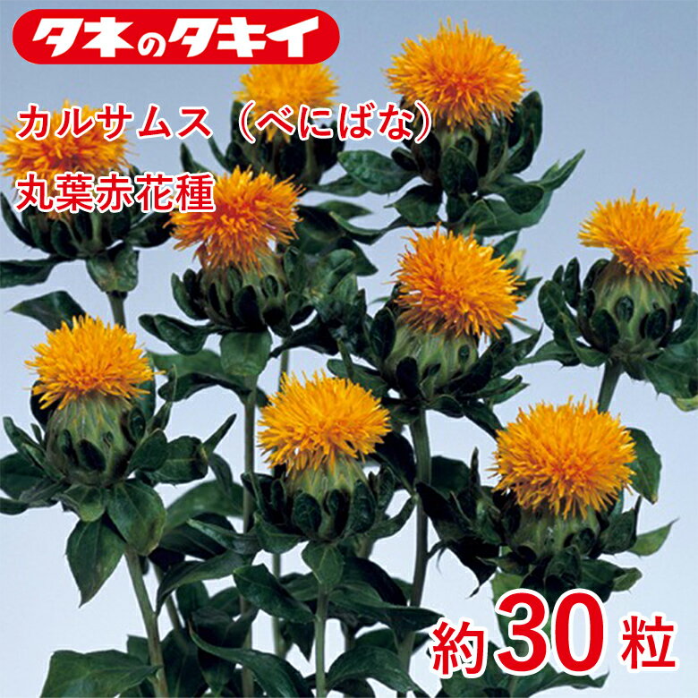 Rakuten - カルサムス（べにばな）・丸葉赤花種　約30粒