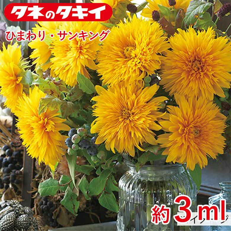 ひまわり・サンキング 約 3ml 種 種子 タキイ交配 栽培 野菜 家庭菜園