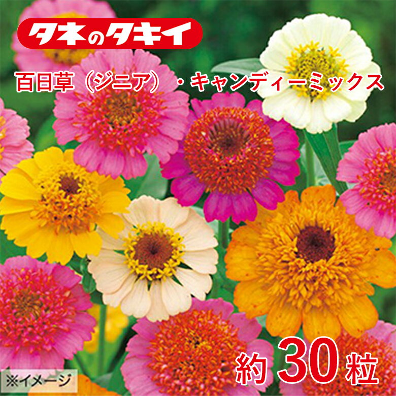 百日草・キャンディーミックス 約30粒