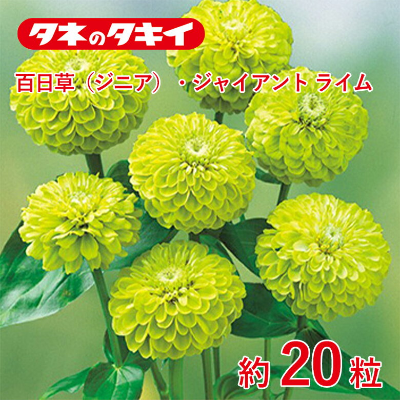 Other - 百日草・ジャイアントライム　約20粒