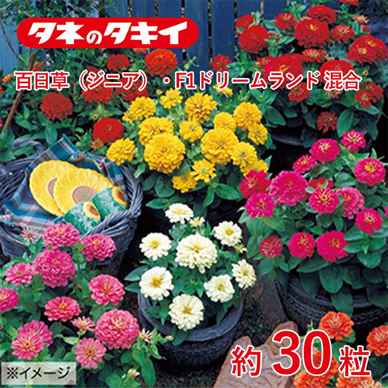 商品名 百日草・F1ドリームランド　混合【タキイ交配】約30粒 学名 Zinnia elegans 和名 ヒャクニチソウ サイズ/丈 20〜30cm 開花時期 発芽適温：20℃前後 生育適温：20℃〜30℃ 発芽日数：5〜7日 特徴 【矮性種（エレガンス種） F1ドリームランド系】 花径約9cmの大輪で、花弁が幾重にも重なりボリューム満点。20～30cmと草丈低く、播種後、約70日で開花。 【百日草（ジニア）】 生長が早く、丈夫で作りやすい百日草。タネを何回かにわけてまくと、次から次へとカラフルな花を咲かせる。キク科 ※混合種子は品種により発芽や初期生育に差が出ることがあり、生育の早いもの、旺盛なもののみを育てると、花色が偏る場合があります。 日当たり・置き場所 日なた 水やり 土の表面が乾いたらたっぷり水をやるようにします。 肥料 元肥として緩効性の肥料を混ぜておくといいでしょう。 1週間から10日に1回の頻度で、液体肥料を与えます。 病気と害虫 立ち枯れ病予防のため、連作を避けます。立ち枯れ病が発生した場合は、根元から土ごと掘り捨て、土壌病害用の液剤をかけて殺菌します。古い花をときどき摘みとるようにすれば、灰色かび病（ボトリチス病）の発生を防ぐことができます。黒斑病、うどんこ病は発生初期のうちに殺菌剤をかけ、防除します。アオムシ、アブラムシはスプレー式の殺虫剤で簡単に駆除できます。商品名 百日草・F1ドリームランド　混合【タキイ交配】約30粒 学名 Zinnia elegans 和名 ヒャクニチソウ サイズ/丈 20〜30cm 開花時期 発芽適温：20℃前後 生育適温：20℃〜30℃ 発芽日数：5〜7日 特徴 【矮性種（エレガンス種） F1ドリームランド系】 花径約9cmの大輪で、花弁が幾重にも重なりボリューム満点。20～30cmと草丈低く、播種後、約70日で開花。 【百日草（ジニア）】 生長が早く、丈夫で作りやすい百日草。タネを何回かにわけてまくと、次から次へとカラフルな花を咲かせる。キク科 ※混合種子は品種により発芽や初期生育に差が出ることがあり、生育の早いもの、旺盛なもののみを育てると、花色が偏る場合があります。 日当たり・置き場所 日なた 水やり 土の表面が乾いたらたっぷり水をやるようにします。 肥料 元肥として緩効性の肥料を混ぜておくといいでしょう。 1週間から10日に1回の頻度で、液体肥料を与えます。 病気と害虫 立ち枯れ病予防のため、連作を避けます。立ち枯れ病が発生した場合は、根元から土ごと掘り捨て、土壌病害用の液剤をかけて殺菌します。古い花をときどき摘みとるようにすれば、灰色かび病（ボトリチス病）の発生を防ぐことができます。黒斑病、うどんこ病は発生初期のうちに殺菌剤をかけ、防除します。アオムシ、アブラムシはスプレー式の殺虫剤で簡単に駆除できます。