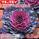 葉牡丹 F1改良紅はと 0.5ml タキイ交配 花壇 生育旺盛 ハボタン はぼたん 混合種子 種子 種 栽培 通販