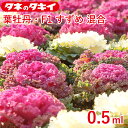 葉牡丹 F1 すずめ混合 0.5ml タキイ交配 花壇 生育旺盛 ハボタン はぼたん 混合種子 種子 種 栽培 通販