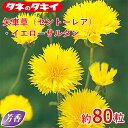 タキイ 矢車草(セントーレア)・イエローサルタン 約80粒 タキイ交配 花壇 瑠璃唐草 生育旺盛 混合種子 種子 栽培 通販